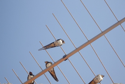 birds_antenna