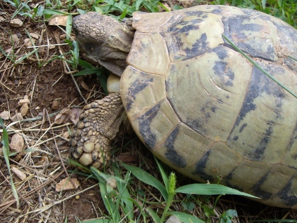 tortoise